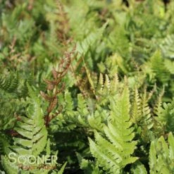 AUTUMN FERN 8 AUTUMN FERN -Sooner Plant Farm Shop DETA4 3699