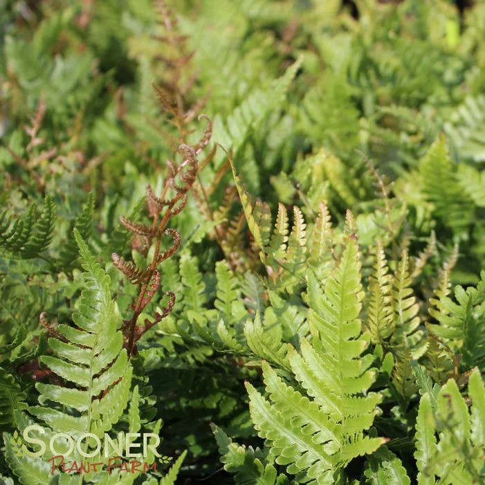AUTUMN FERN 5 AUTUMN FERN - Image 3