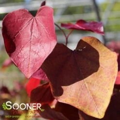 FLAME THROWER® REDBUD 11 FLAME THROWER® REDBUD -Sooner Plant Farm Shop DETA4 4074