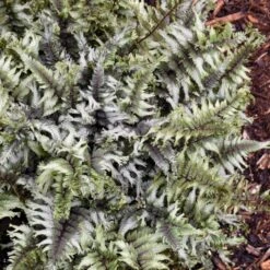 CRESTED SURF JAPANESE PAINTED FERN -Sooner Plant Farm Shop DETA4 4097