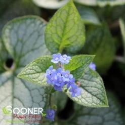 QUEEN OF HEARTS BRUNNERA -Sooner Plant Farm Shop DETA4 4100