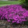 PAINT THE TOWN FUCHSIA DIANTHUS -Sooner Plant Farm Shop DETA4 4106