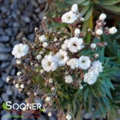 FESTIVAL STAR® BABY'S BREATH -Sooner Plant Farm Shop DETA4 4112