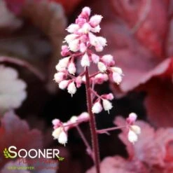 PRIMO® MAHOGANY MONSTER CORAL BELLS -Sooner Plant Farm Shop DETA4 4125