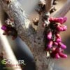 DON EGOLF MINIATURE REDBUD 2 DON EGOLF MINIATURE REDBUD -Sooner Plant Farm Shop DETA4 430