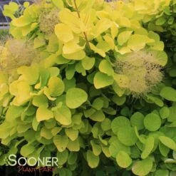 GOLDEN SPIRIT SMOKETREE -Sooner Plant Farm Shop DETA4 437
