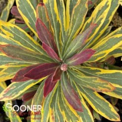 ASCOT RAINBOW EUPHORBIA -Sooner Plant Farm Shop DETA4 4375
