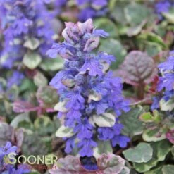 BURGUNDY GLOW AJUGA -Sooner Plant Farm Shop DETA4 447