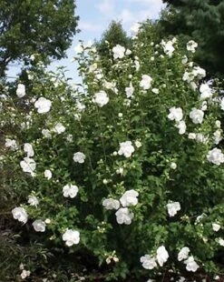 WHITE CHIFFON® ALTHEA 10 WHITE CHIFFON® ALTHEA -Sooner Plant Farm Shop DETA4 469