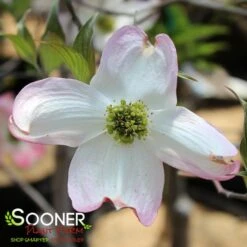 APACHE DOGWOOD -Sooner Plant Farm Shop DETA4 4700