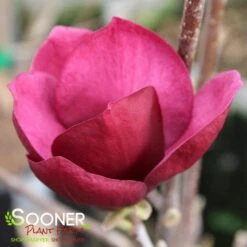 GENIE MAGNOLIA -Sooner Plant Farm Shop DETA4 4785