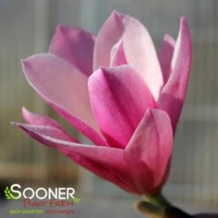 GALAXY MAGNOLIA -Sooner Plant Farm Shop DETA4 4796
