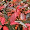 LOW SCAPE® SNOWFIRE® CHOKEBERRY -Sooner Plant Farm Shop DETA4 4828
