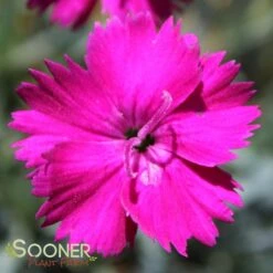 NEON STAR DIANTHUS 8 NEON STAR DIANTHUS -Sooner Plant Farm Shop DETA4 496