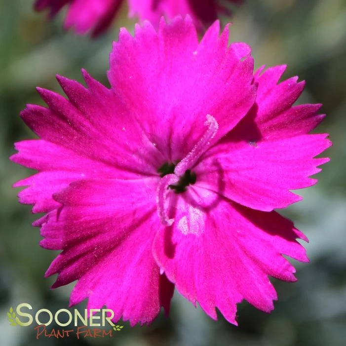 NEON STAR DIANTHUS 5 NEON STAR DIANTHUS - Image 3