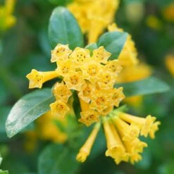 JUICED™ ORANGE JESSAMINE -Sooner Plant Farm Shop DETA4 5265