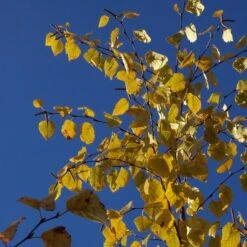 AVALANCHE™ BIRCH -Sooner Plant Farm Shop DETA4 5285