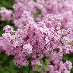 BLOOMERANG® PURPINK™ LILAC -Sooner Plant Farm Shop DETA4 5304