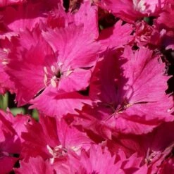VIVID™ BRIGHT LIGHT DIANTHUS -Sooner Plant Farm Shop DETA4 5410