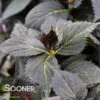ECLIPSE® HYDRANGEA -Sooner Plant Farm Shop DETA4 5428