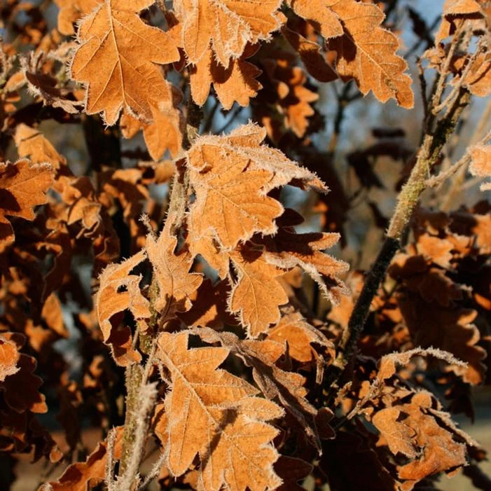 SKINNY GENES® OAK 3 SKINNY GENES® OAK