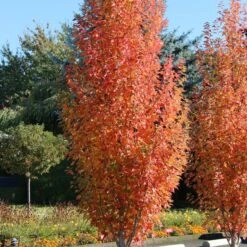 ARMSTRONG GOLD® MAPLE -Sooner Plant Farm Shop DETA4 5466