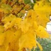 SUGAR CONE SUGAR MAPLE -Sooner Plant Farm Shop DETA4 5468