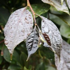 NIGHTFALL® WEEPING JAPANESE SNOWBELL -Sooner Plant Farm Shop DETA4 5476