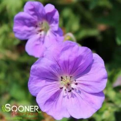 ROZANNE CRANESBILL GERANIUM -Sooner Plant Farm Shop DETA4 561