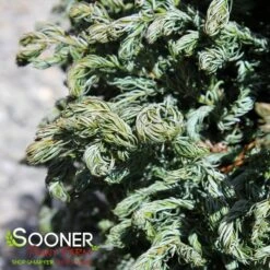 CURLY TOPS SAWARA FALSE CYPRESS