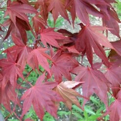 SAMURAI SWORD™ UPRIGHT JAPANESE MAPLE -Sooner Plant Farm Shop DETA4 5799