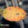 AUTUMN BRILLIANCE® SERVICEBERRY -Sooner Plant Farm Shop DETA4 6