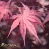 BLOODGOOD UPRIGHT JAPANESE MAPLE -Sooner Plant Farm Shop DETA4 60