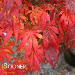 OMURA YAMA UPRIGHT JAPANESE MAPLE -Sooner Plant Farm Shop DETA4 709