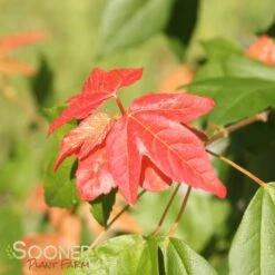 TRIDENT MAPLE 12 TRIDENT MAPLE -Sooner Plant Farm Shop DETA4 74