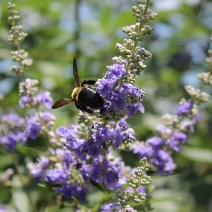 SHOAL CREEK CHASTE TREE 6 SHOAL CREEK CHASTE TREE - Image 4