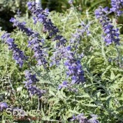 RUSSIAN SAGE -Sooner Plant Farm Shop DETA5 1043