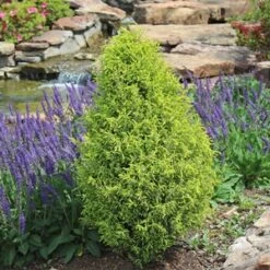 GOLD CONE JUNIPER -Sooner Plant Farm Shop DETA5 1095