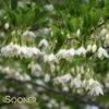 JAPANESE SNOWBELL -Sooner Plant Farm Shop DETA5 1271