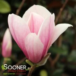 SAUCER MAGNOLIA -Sooner Plant Farm Shop DETA5 1304