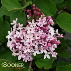 JOSEE LILAC 7 JOSEE LILAC -Sooner Plant Farm Shop DETA5 1337