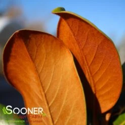 TEDDY BEAR® MAGNOLIA -Sooner Plant Farm Shop DETA5 144