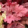 AUTUMN LEAVES CORAL BELLS