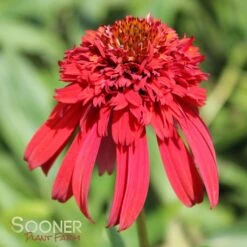 HOT PAPAYA CONEFLOWER -Sooner Plant Farm Shop DETA5 1525