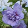 BLUE CHIFFON® ALTHEA 2 BLUE CHIFFON® ALTHEA -Sooner Plant Farm Shop DETA5 1534