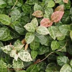 SNOW N SUMMER™ ASIATIC JASMINE -Sooner Plant Farm Shop DETA5 1620