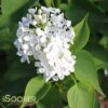 BETSY ROSS LILAC -Sooner Plant Farm Shop DETA5 168