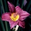 BARBARY CORSAIR DAYLILY -Sooner Plant Farm Shop DETA5 1764