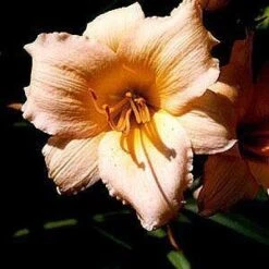 MINI PEARL DAYLILY -Sooner Plant Farm Shop DETA5 1774