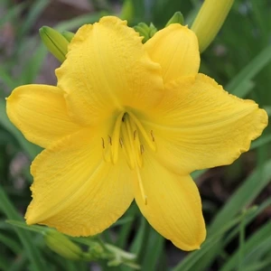 SCENTUAL SUNDANCE DAYLILY 4 SCENTUAL SUNDANCE DAYLILY - Image 2
